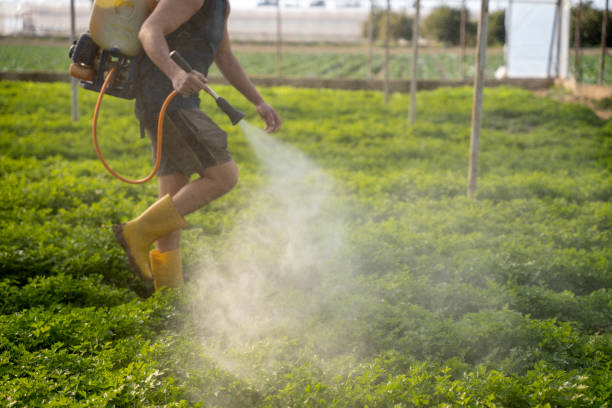Best Local Pest Control Services  in Meraux, LA