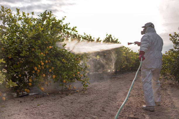 Best Pest Control Near Me  in Meraux, LA