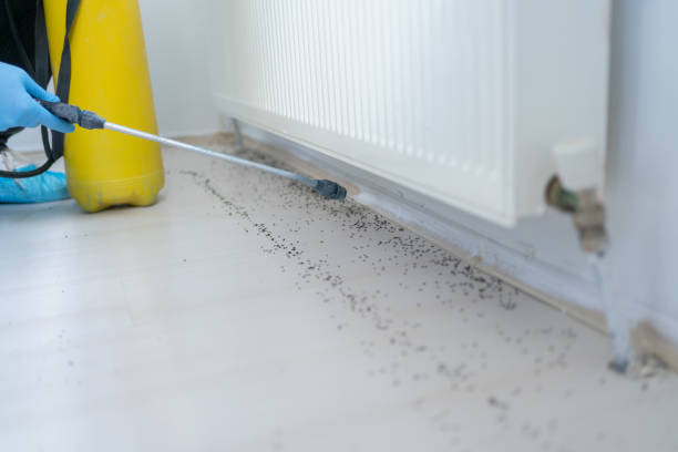 Best Best Pest Control Companies  in Meraux, LA